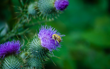 Blooming thistle flower with bee collecting pollen