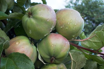 ripe apples on a branch with rain drops