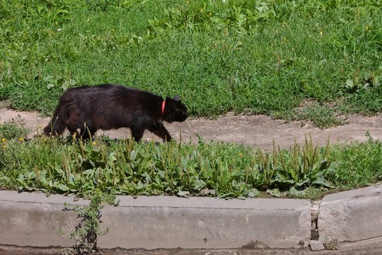 a black cat in a red collar goes hanting