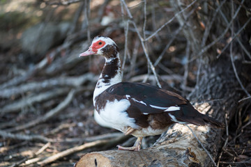 duck with red beak on the lake shore