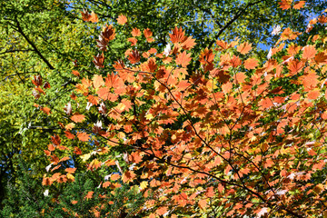 Fototapeta premium 妙義山の紅葉