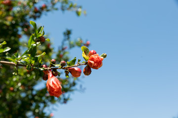 Pomegranate tree flowers