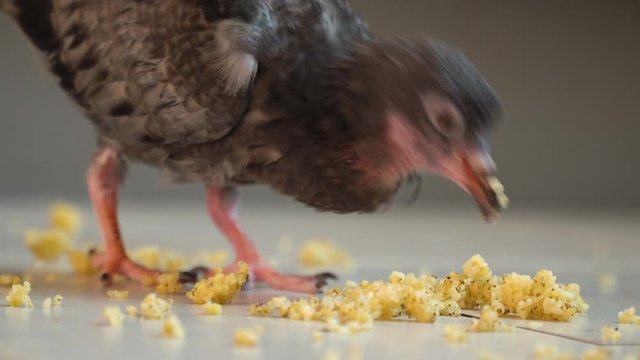 A Sick Pigeon with a Bald Groin Eats Millet from the Floor of 4K.
