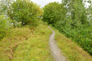 Path between trees in the Park.