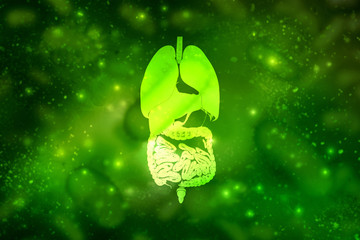 
2d illustration human digestive system