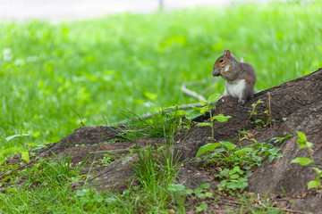 A park squirrel in Central Park