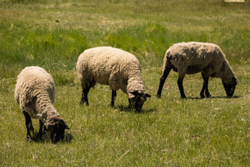Three Sheep