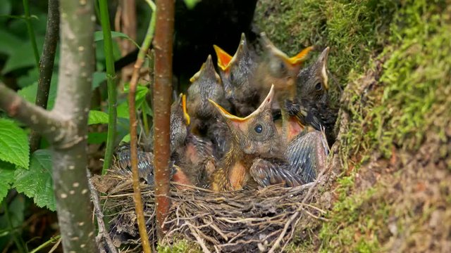 Common blackbird feeding chicks in nest