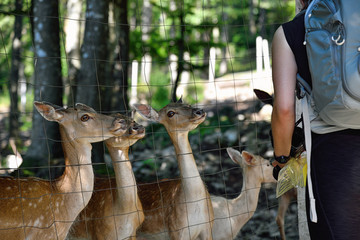 One person feeding a group of young roe deers in Delnice, Croatia