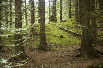 Bunch of trees in a lovely forest in Norway