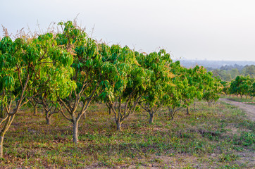 Fototapeta na wymiar mango trees at mango orchard.