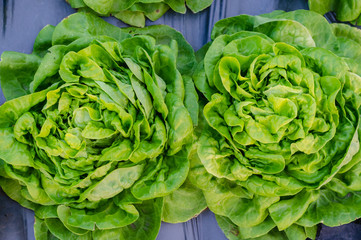 fresh cabbages in the kitchen garden.