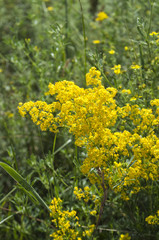 Bright wildflowers in the grass