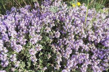 Fototapeta premium Bright wildflowers in the grass