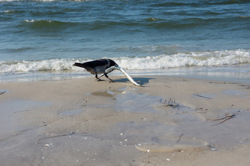Dohle mit Hornhecht am Strand