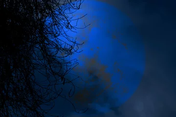 Papier peint adhésif Pleine Lune arbre pleine lune de castor silhouette arrière arbre sec dans le ciel nocturne