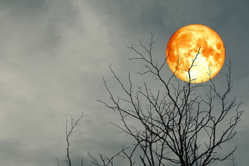full blood moon back silhouette branch dry tree night sky