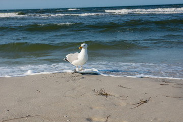 Möwe mit Hornhecht am Strand