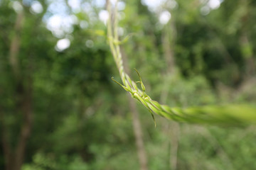 young green leafs background and bright