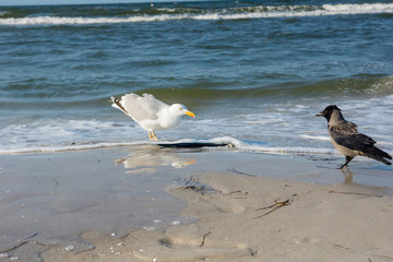 Dohle und Möwe mit Hornhecht am Strand