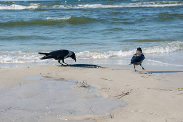 Dohlen mit Hornhecht am Strand