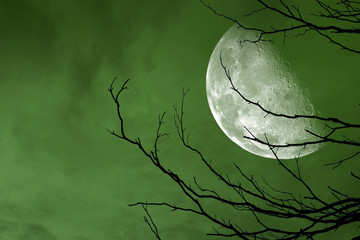 half moon back silhouette tree and green night sky © darkfoxelixir