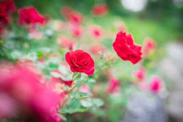 Beautiful red roses in garden with bokeh, roses for Valentine day and everyday.