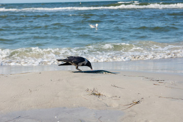 Dohle mit Hornhecht am Strand