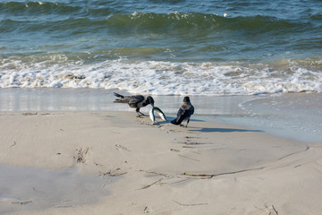 Dohlen mit Hornhecht am Strand