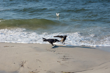 Dohlen mit Hornhecht am Strand