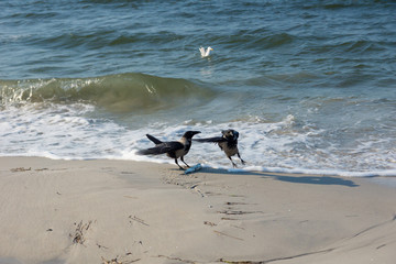 Dohlen mit Hornhecht am Strand