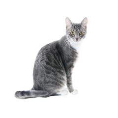 Obraz premium silver gray tabby cat
