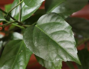 Obraz premium Лист цветка