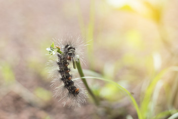 Worm eating green plant with soft light.