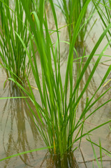 The rice paddies are arranged in the field.