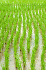 The rice paddies are arranged in the field.