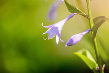Obraz premium bush of violet flowers Hosta in a rustic garden 