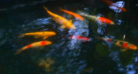 carp fish swimming in the pond