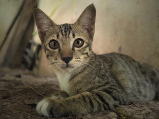 The image of the cute kitten surprised.