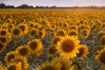 Agricultural background with sunflowers