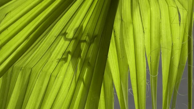 Lizard shadow on green palm leaf, sunny day