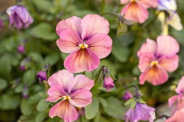 Naklejka premium Pink pansy flowers in the garden
