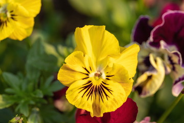 Yellow pansy flowers in the garden