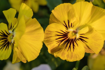 Yellow pansy flowers in the garden