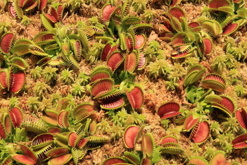 群生するハエトリグサ