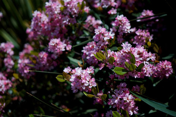 Flower bright purple color closeup.