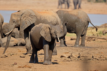 Fototapeta premium African elephants (Loxodonta africana) at a waterhole, Kruger National Park, South Africa.