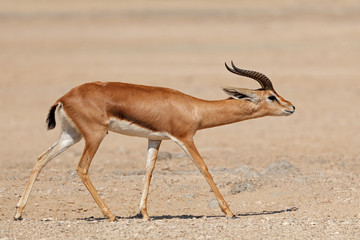 Male Arabian mountain gazelle (Gazella cora), Arabian Peninsula  .