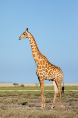 Une girafe (Giraffa camelopardalis) dans les plaines du parc national d& 39 Etosha, en Namibie.