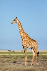 Papier Peint photo Lavable Girafe Une girafe (Giraffa camelopardalis) dans les plaines du parc national d& 39 Etosha, en Namibie.